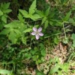 Geranium sibiricumLorea