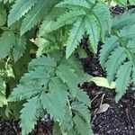 Melianthus comosus Blad