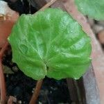 Begonia rotundifolia Hoja