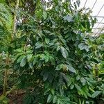 Coffea stenophylla Pokrój