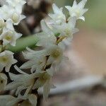 Bolusiella zenkeri Flower