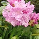 Rhododendron degronianumFloare