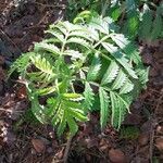 Melianthus comosus Blad