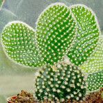 Opuntia microdasys ശീലം