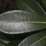 Ficus americana List