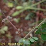 Medicago rigidula Mosusu