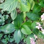 Hydrangea serrata Ліст