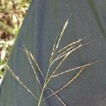 Bothriochloa