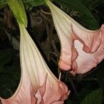 Brugmansia versicolorപുഷ്പം