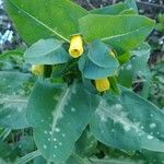 Cerinthe major Vekstform