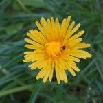 Taraxacum officinaleЦвят