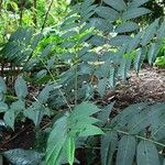 Toona sinensis Alkat (teljes növény)