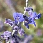 Salvia abrotanoides Květ