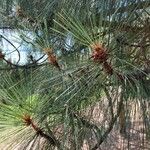 Pinus coulteri Hoja