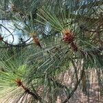 Pinus coulteri Fuelha