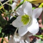 Urceolina amazonica Fleur
