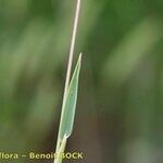 Phleum phleoides Rhisgl