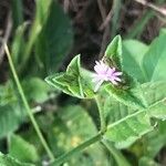 Elephantopus elatus Flor
