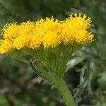 Senecio aronicoides Floare