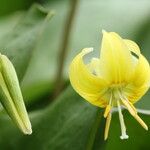 Erythronium grandiflorum Blüte