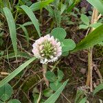 Trifolium nigrescens फूल