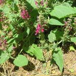 Stachys alpina Květ