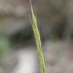 Elymus caninus 花