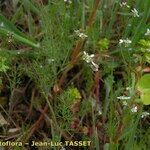 Scandix australis Yeri