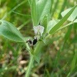 Vicia narbonensis Прочее