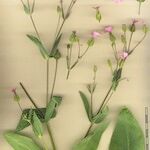 Vaccaria hispanica その他の提案