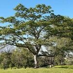 Phellodendron amurense Habit