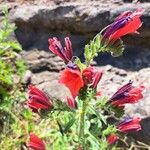 Echium creticum Flower