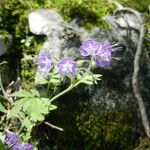 Phacelia bipinnatifida Hábitos