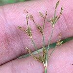 Fimbristylis autumnalis Fruit