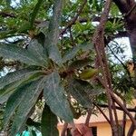 Madhuca longifolia Foglia
