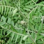 Vicia benghalensis ফুল