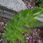 Levisticum officinale Leaf