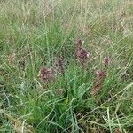 Pedicularis palustris Flower