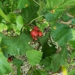 Crataegus mollis Плід