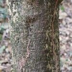 Pleiocarpa pycnantha Bark