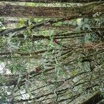 Psychotria suterella Otro