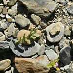 Senecio viscosus Blatt