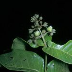Vismia sessilifolia Λουλούδι