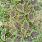 Amaranthus tortuosus Blatt