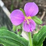 Tinantia erecta Blüte