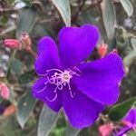 Pleroma urvilleanum Квітка