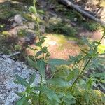 Antirrhinum australeLevél