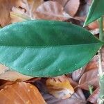 Sarcococca ruscifolia Foglia