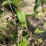 Austroeupatorium inulifolium Leaf