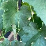 Luffa aegyptiaca Leaf